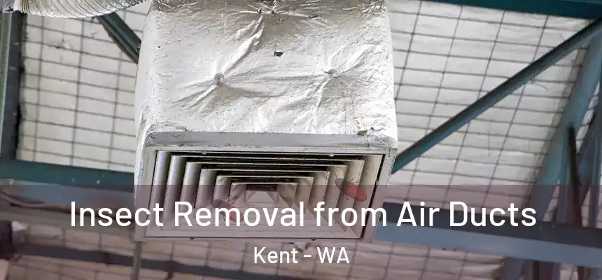 Insect Removal from Air Ducts Kent - WA
